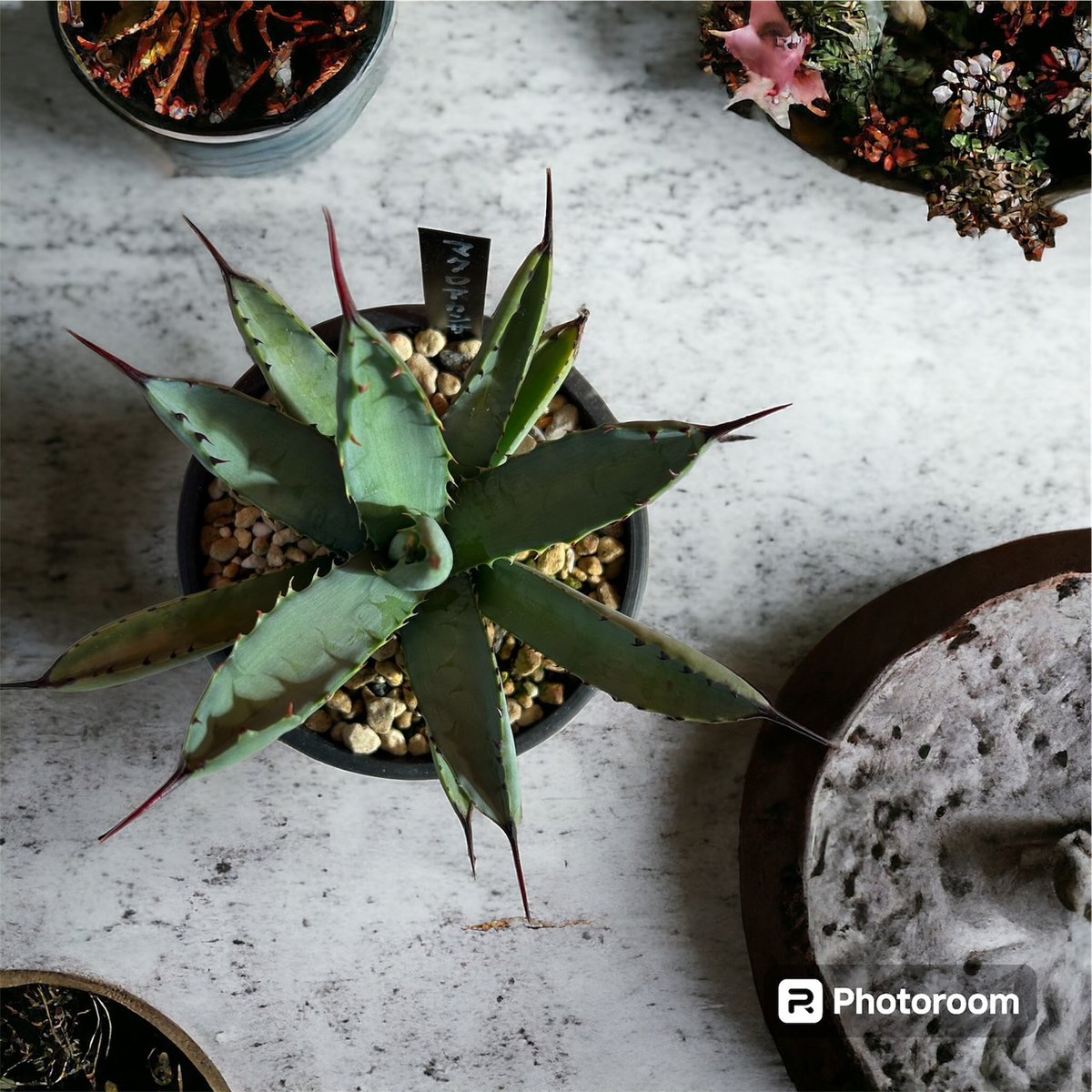 アガベ　マクロナカンサ　選抜株 アガベ マクロナカンサ 選抜株 アガベ マクロアカンサ錦