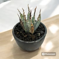 ◾️エボリスピナ 陽炎②◾️エグいうねり アガベ ユタエンシス エボリスピナ陽炎（（USA株）発根済み | HARENOHI