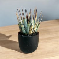 多肉植物　アガベ　ユタエンシス　エボリスピナ　　実生　5年 多肉植物 アガベ ユタエンシス エボリスピナ 実生 5年