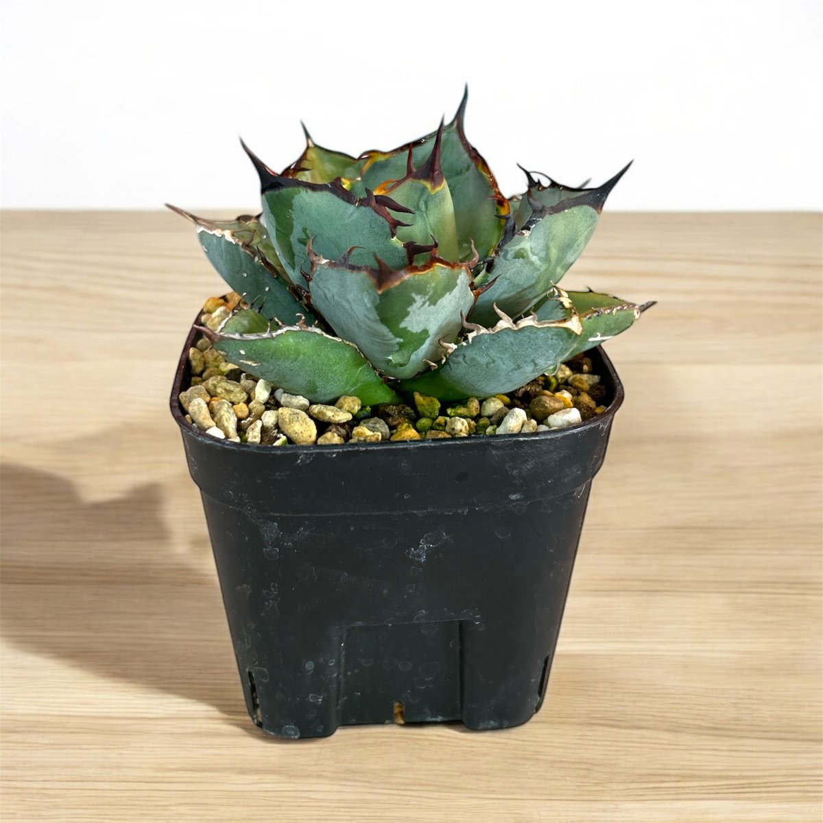 アガベ チタノタ クロサイ（黒犀牛） ラスト1個 | HARENOHI-PLANTS