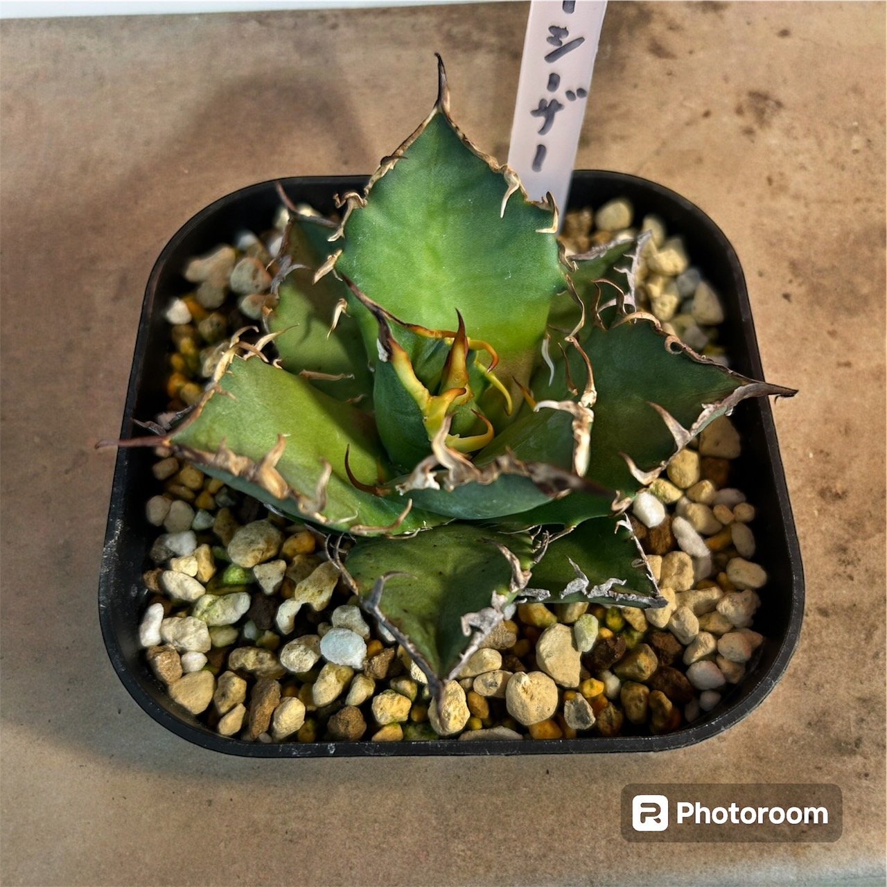 アガベ チタノタ シーザー 選抜（スーパーシーザー） | HARENOHI-PLANTS