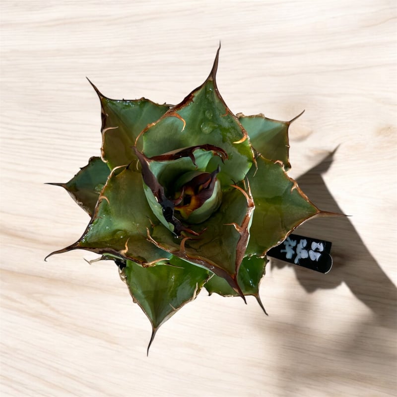 アガベ チタノタ 狂戦士（バーサーカー） ラスト1個 | HARENOHI-PLANTS