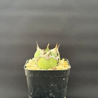 アガベ チタノタ シーザー 選抜（スーパーシーザー） | HARENOHI-PLANTS