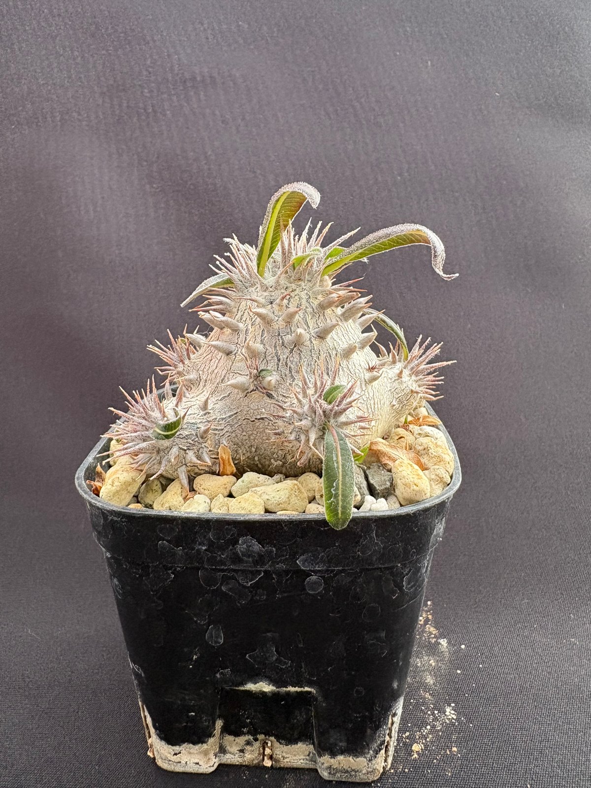 パキポディウム デンシカウレ（恵比寿大黒） | HARENOHI-PLANTS