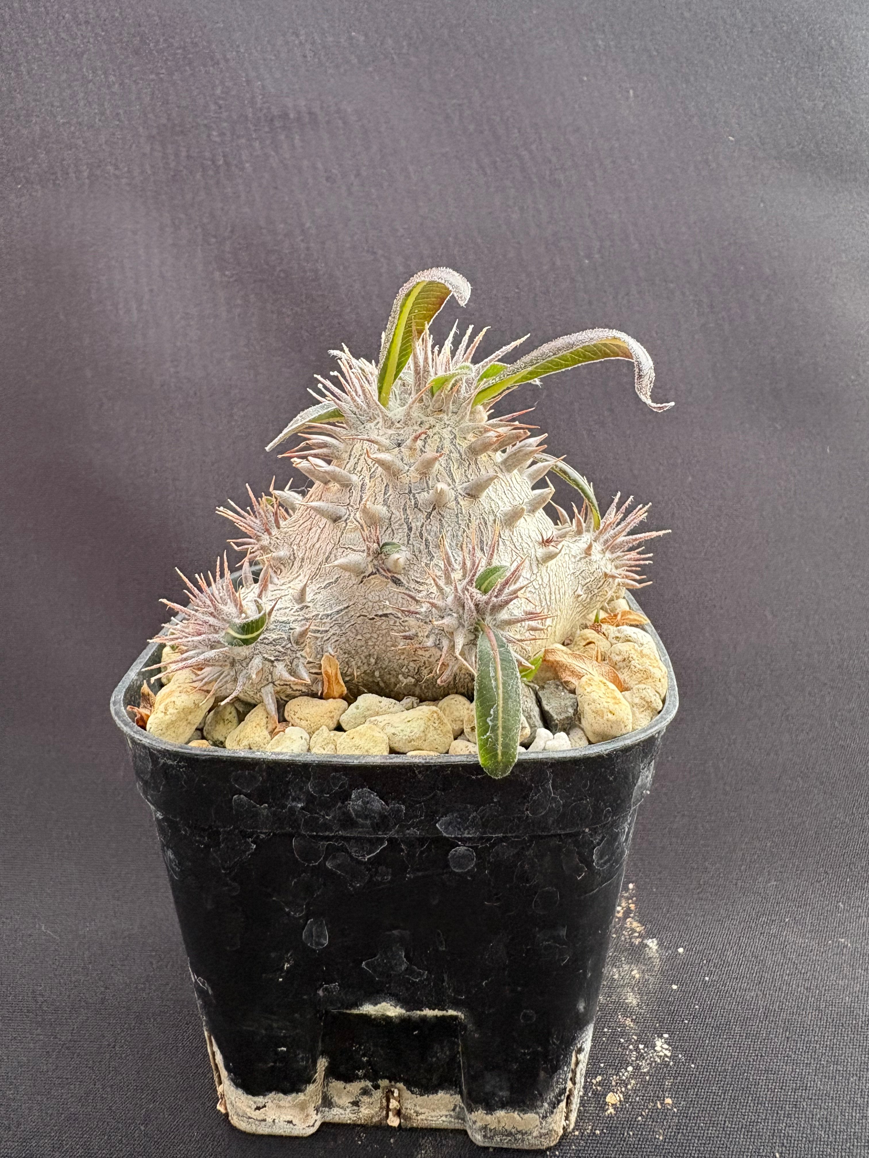 パキポディウム デンシカウレ（恵比寿大黒） | HARENOHI-PLANTS
