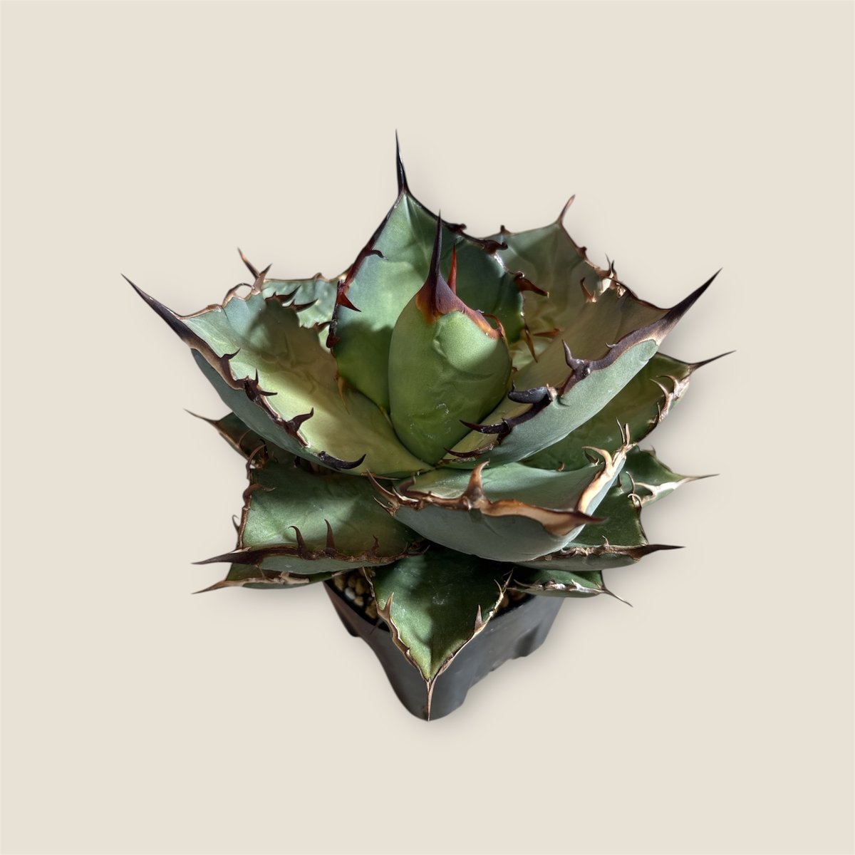 アガベ チタノタ クロサイ（黒犀牛） | HARENOHI-PLANTS