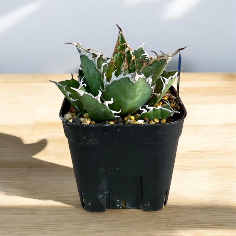 アガベ チタノタ スーパーシーザー 中株 | HARENOHI-PLANTS