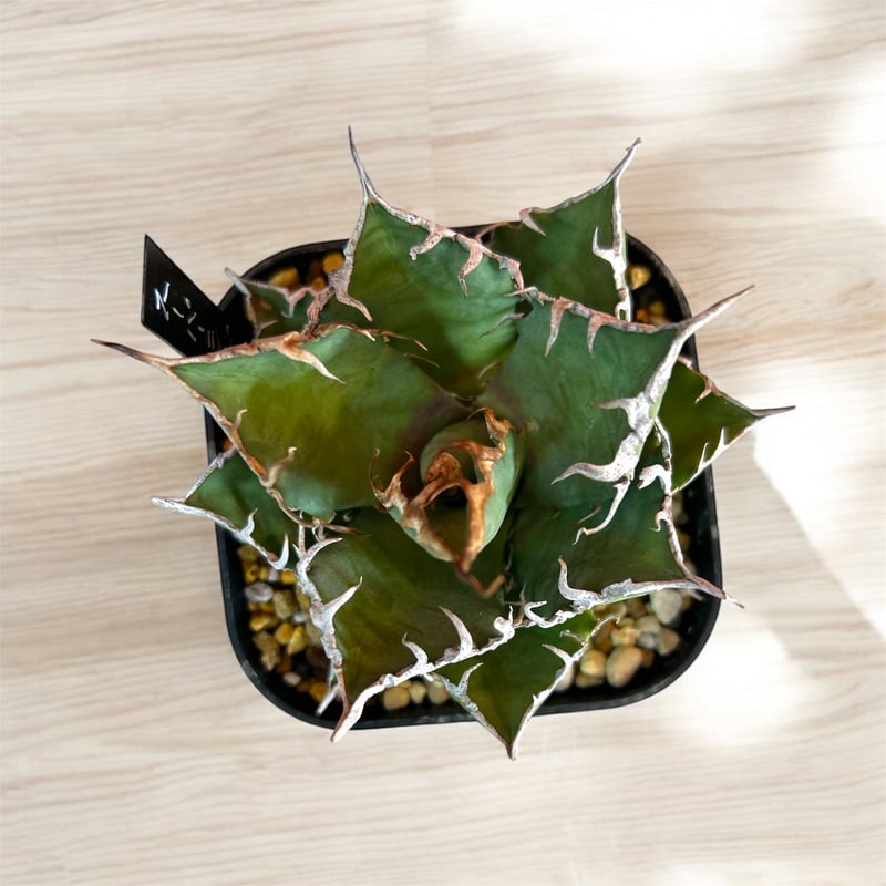 アガベ チタノタ スーパーシーザー | HARENOHI-PLANTS アガベ チタノタ スーパーシーザー | HARENOHI-PLANTS