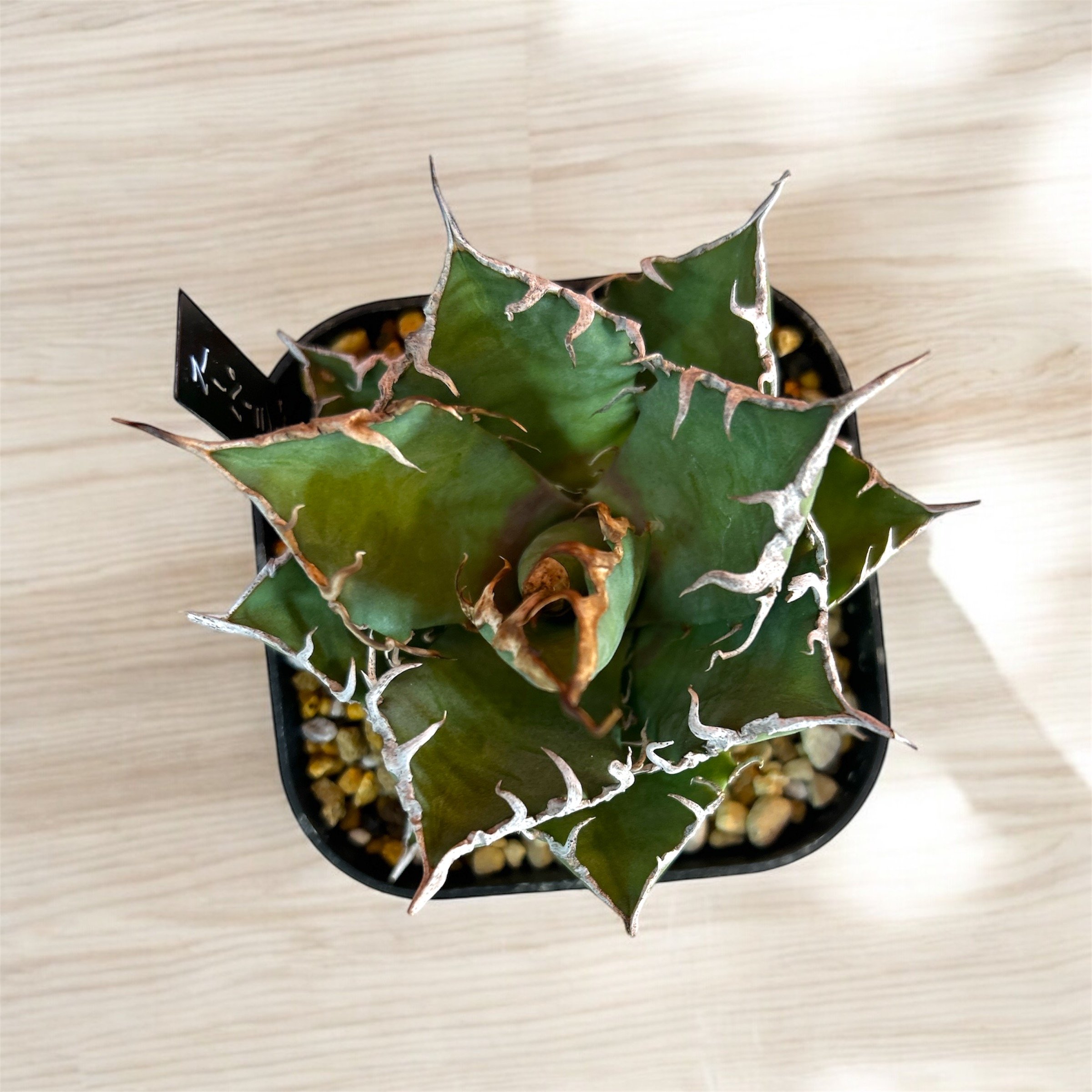 アガベ チタノタ シーザー 中株～大株 アガベ チタノタ スーパーシーザー 中株 | HARENOHI-PLANTS