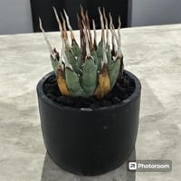 アガベ チタノタ ハゲワシ | HARENOHI-PLANTS