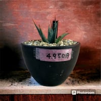 アガベ ユタエンシス エボリスピナ実生5年目-2 | HARENOHI-PLANTS