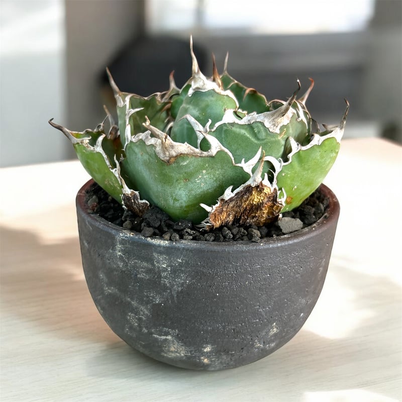 アガベ　チタノタ　白鯨　地植え株　ウネリ良し アガベ チタノタ 白鯨 地植え株 ウネリ良し アガベ チタノタ