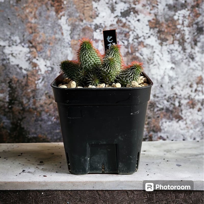 ガガイモ 阿修羅 | HARENOHI-PLANTS