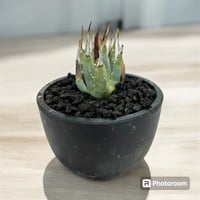 多肉植物　アガベ　ユタエンシス　エボリスピナ　　実生　5年 アガベ ユタエンシス エボリスピナ実生5年目-2 | HARENOHI-PLANTS