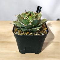 アガベ チタノタ スーパーシーザー 特選 | HARENOHI-PLANTS