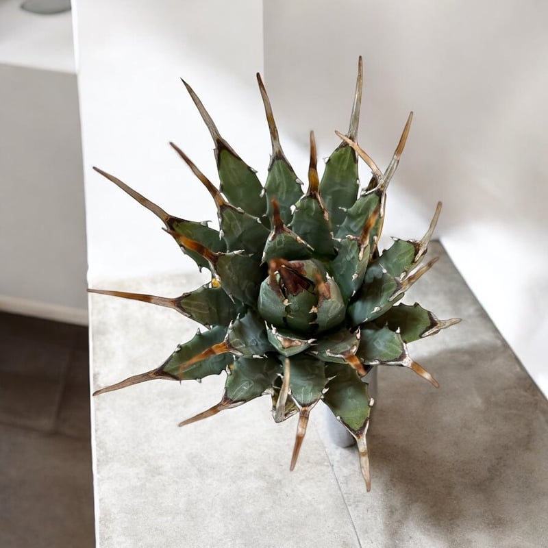 特別価格！アガベ ユタエンシス エボリスピナ（（USA株）発根済み 中株