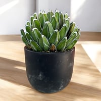 ハサミムシ　笹の雪　美株ダルマ2株セット アガベ 笹の雪 ダルマタイプ | 叢 – くさむら – Qusamura