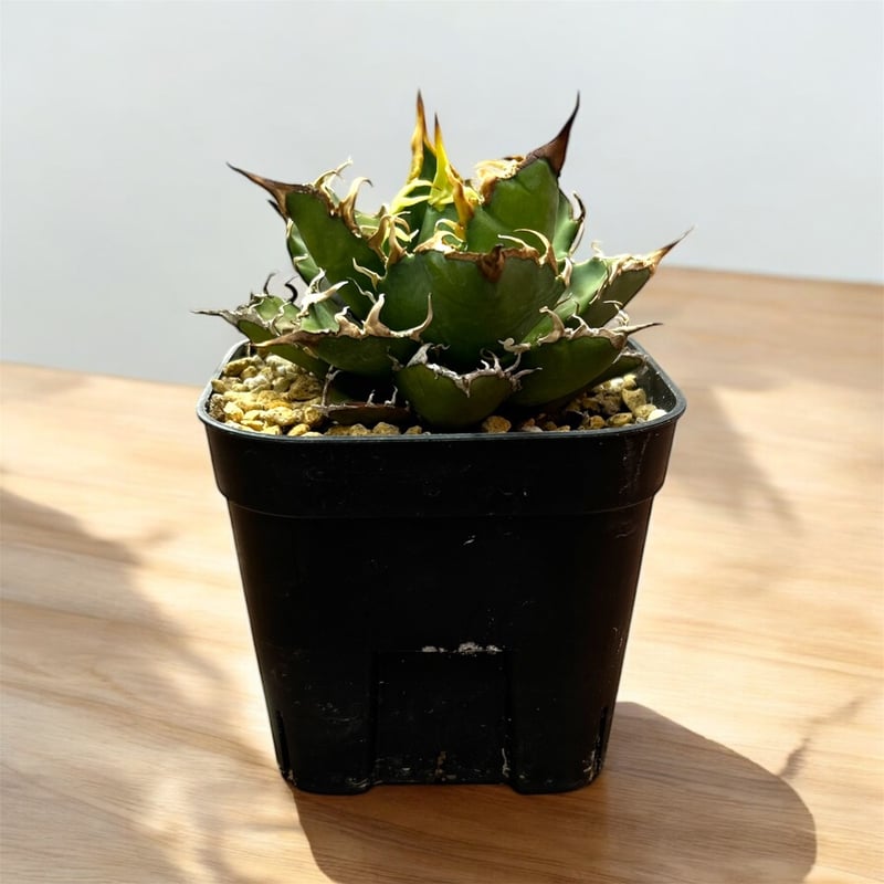 アガベ チタノタ シーザー 選抜（スーパーシーザー） | HARENOHI-PLANTS