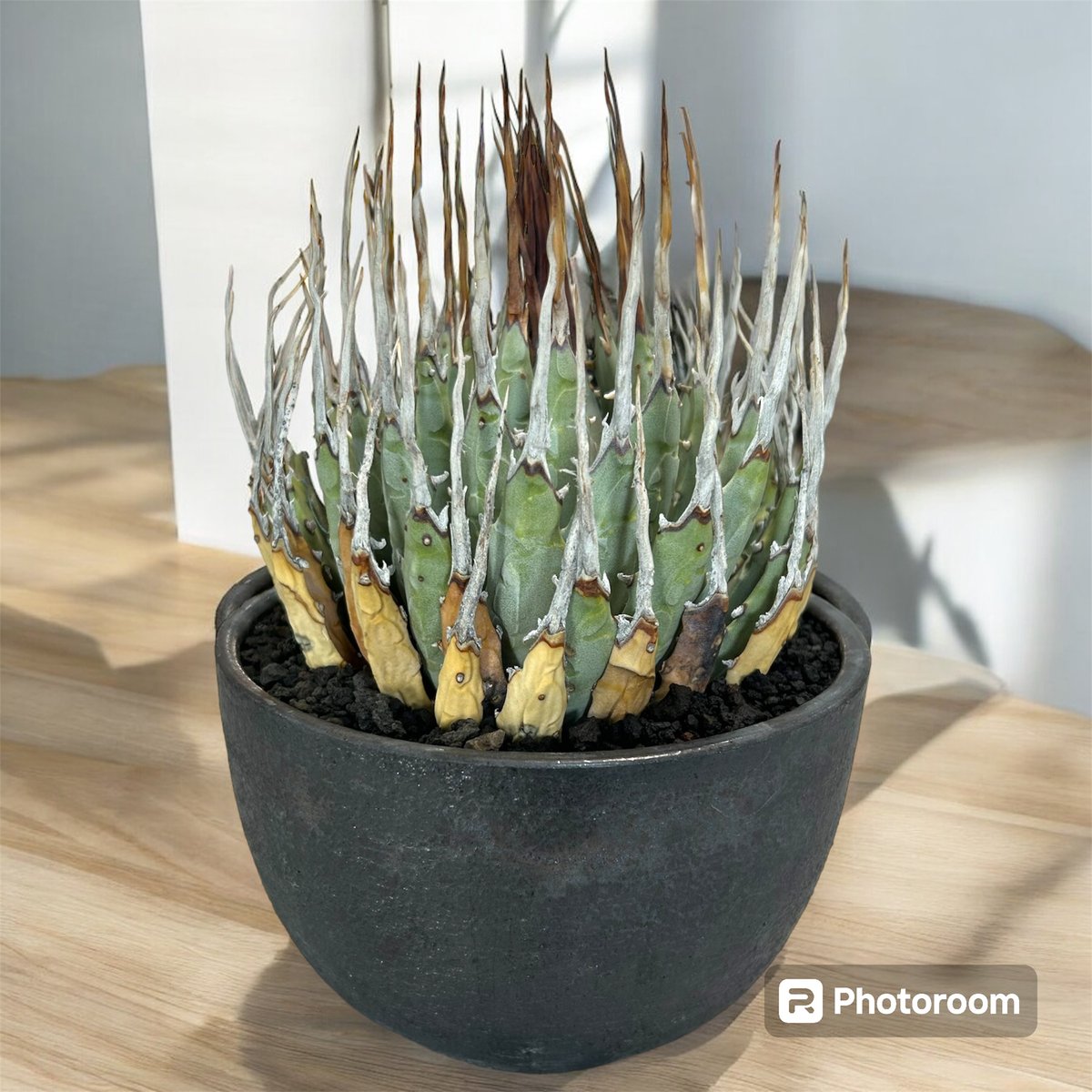 fit=scale-down,w=1200