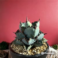 アガベ ユタエンシス エボリスピナ（（USA株）発根済み 大株1