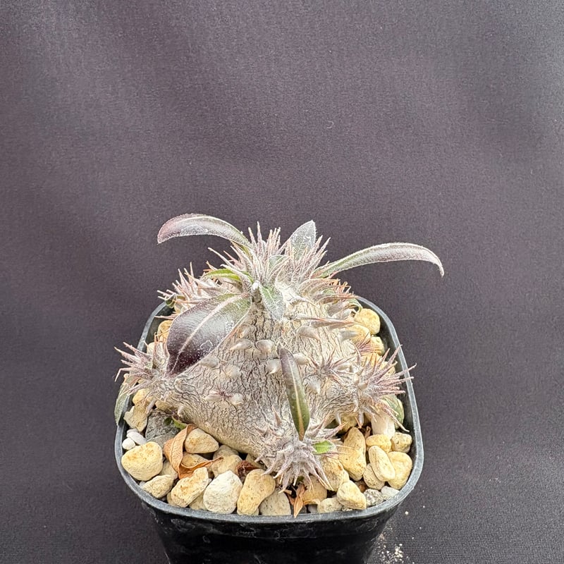 パキポディウム デンシカウレ（恵比寿大黒） | HARENOHI-PLANTS
