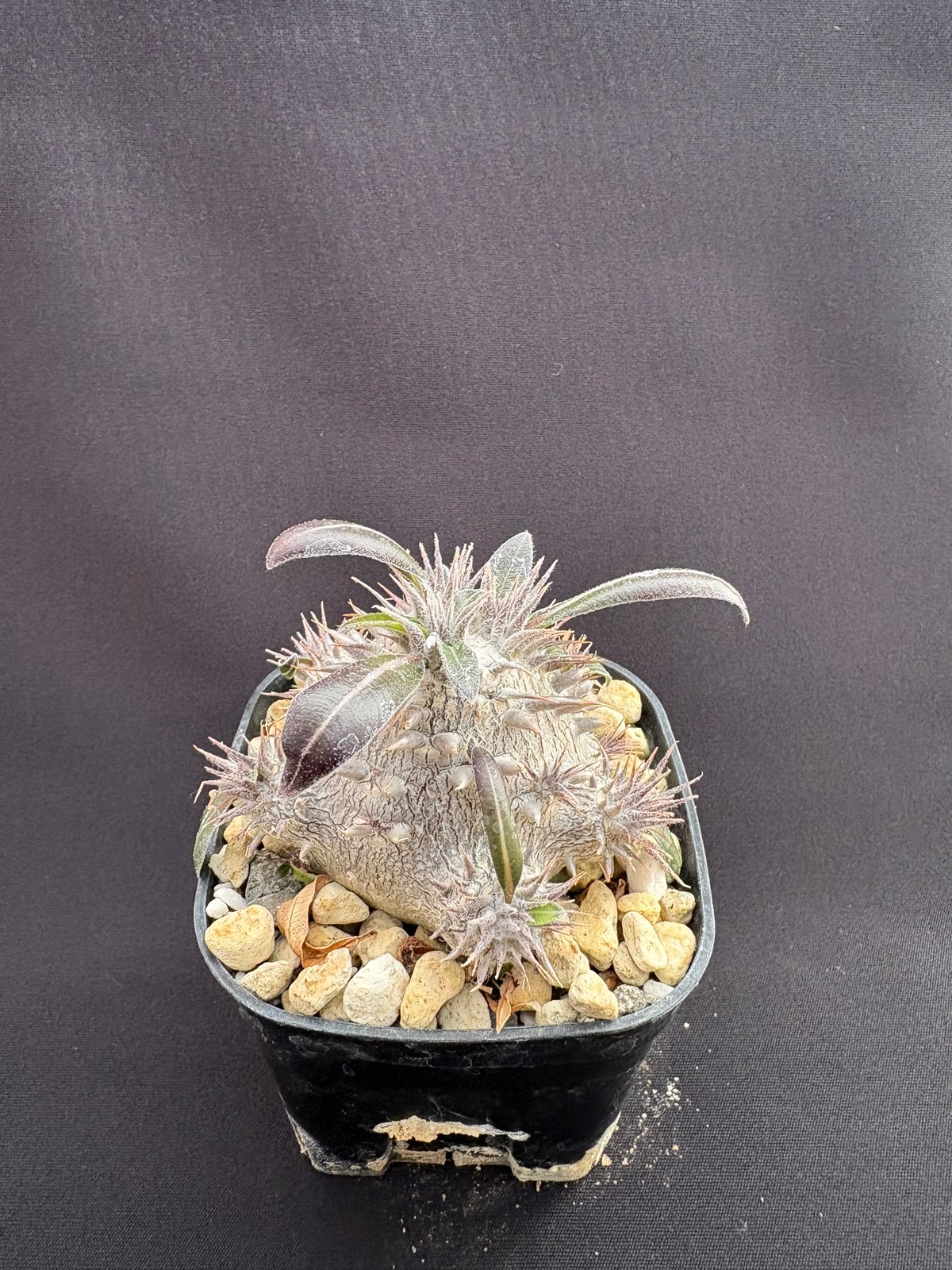 パキポディウム デンシカウレ（恵比寿大黒） | HARENOHI-PLANTS