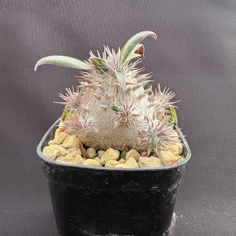 パキポディウム デンシカウレ（恵比寿大黒） | HARENOHI-PLANTS