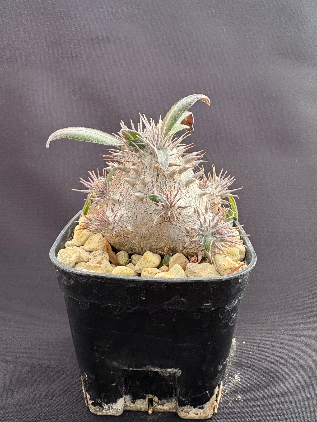 パキポディウム デンシカウレ（恵比寿大黒） | HARENOHI-PLANTS
