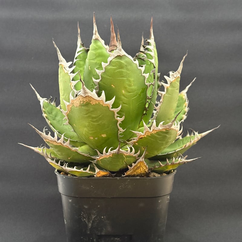アガベ ホリダ ボールタイプ 陽炎 | HARENOHI-PLANTS