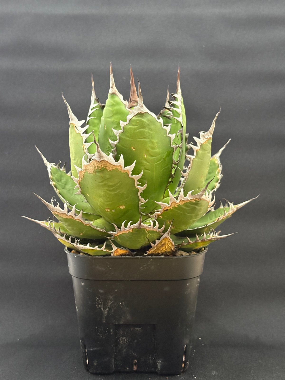 アガベ ホリダ ボールタイプ 陽炎 | HARENOHI-PLANTS