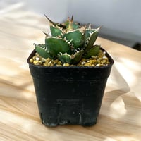 アガベ チタノタ アザラシ（海豹） | HARENOHI-PLANTS