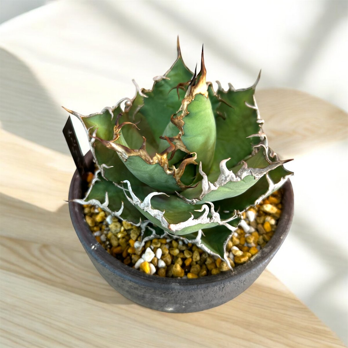 アガベ チタノタ スーパーシーザー 特選 | HARENOHI-PLANTS
