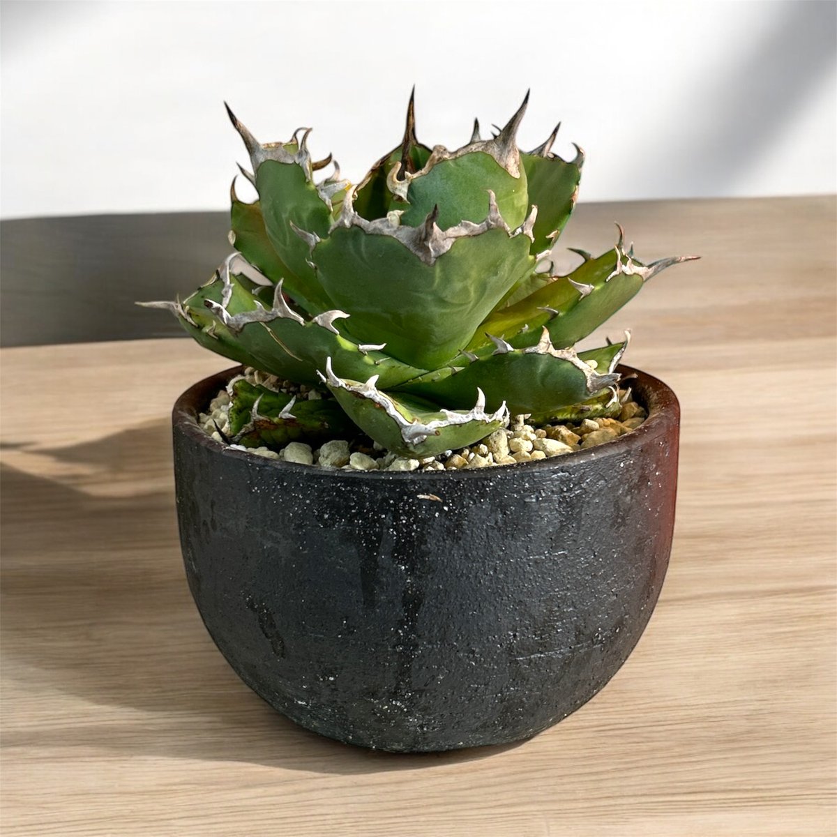 アガベ　チタノタ　海豹　アザラシ　オテロイ アガベ チタノタ アザラシ（海豹） | HARENOHI-PLANTS