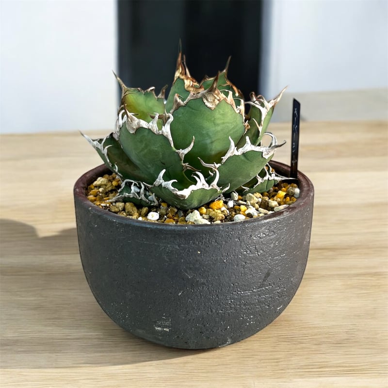 アガベ チタノタ スーパーシーザー 特選 | HARENOHI-PLANTS