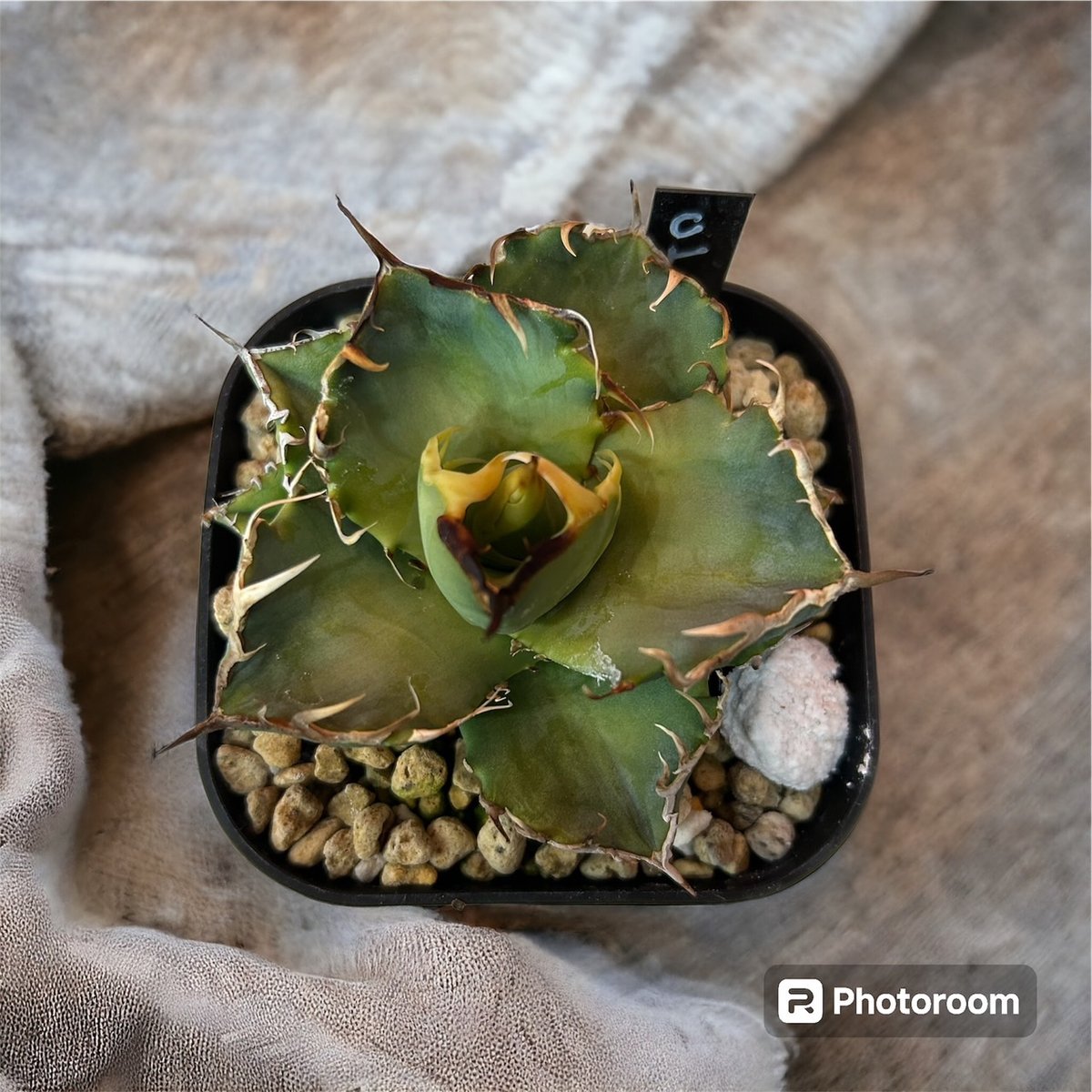 アガベ チタノタ 螃蟹（CRAB） | HARENOHI-PLANTS