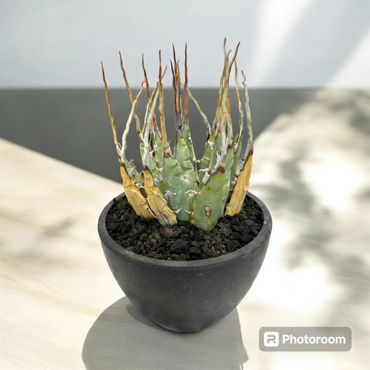 アガベ ユタエンシス エボリスピナ陽炎（USA株）発根済み | HARENOHI