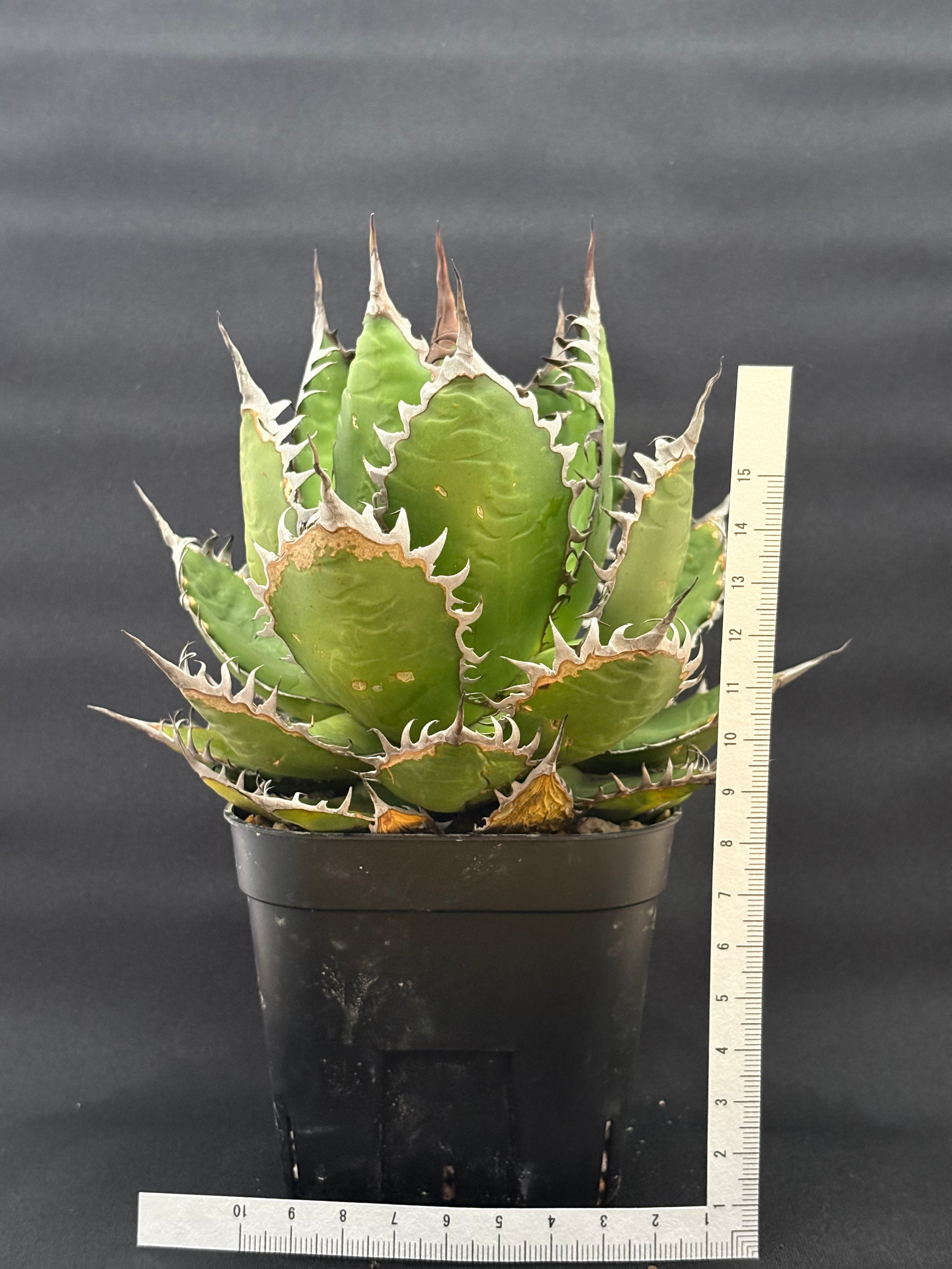 アガベ ホリダ ボールタイプ 陽炎 | HARENOHI-PLANTS