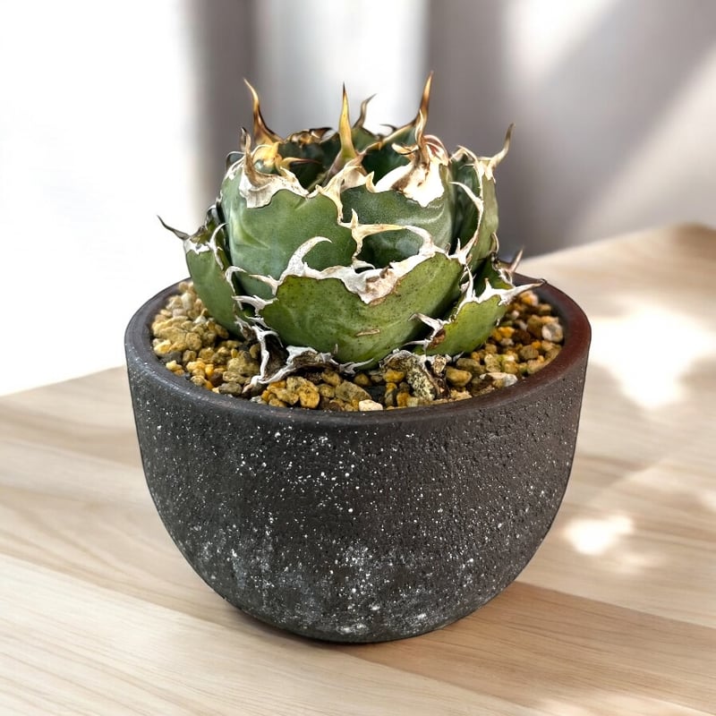 アガベ チタノタ 白鯨 特選2 | HARENOHI-PLANTS