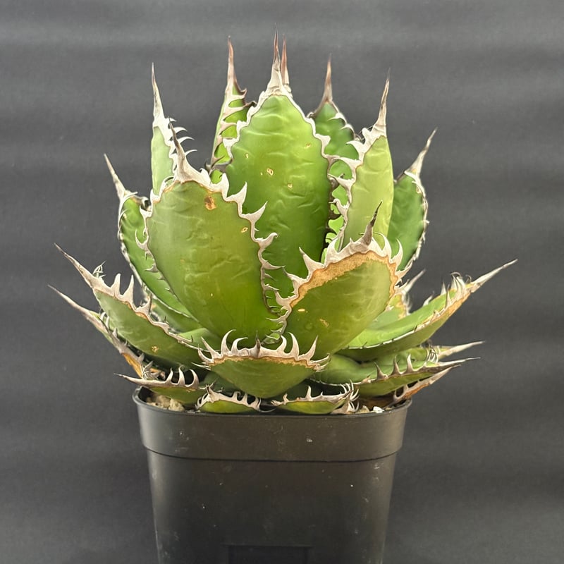 アガベ ホリダ ボールタイプ 陽炎 | HARENOHI-PLANTS