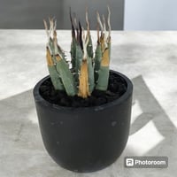 アガベ ユタエンシス エボリスピナ（（USA株）発根済み | HARENOHI-PLANTS