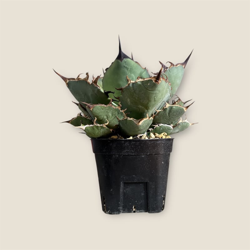 アガベ チタノタ クロサイ（黒犀牛） | HARENOHI-PLANTS