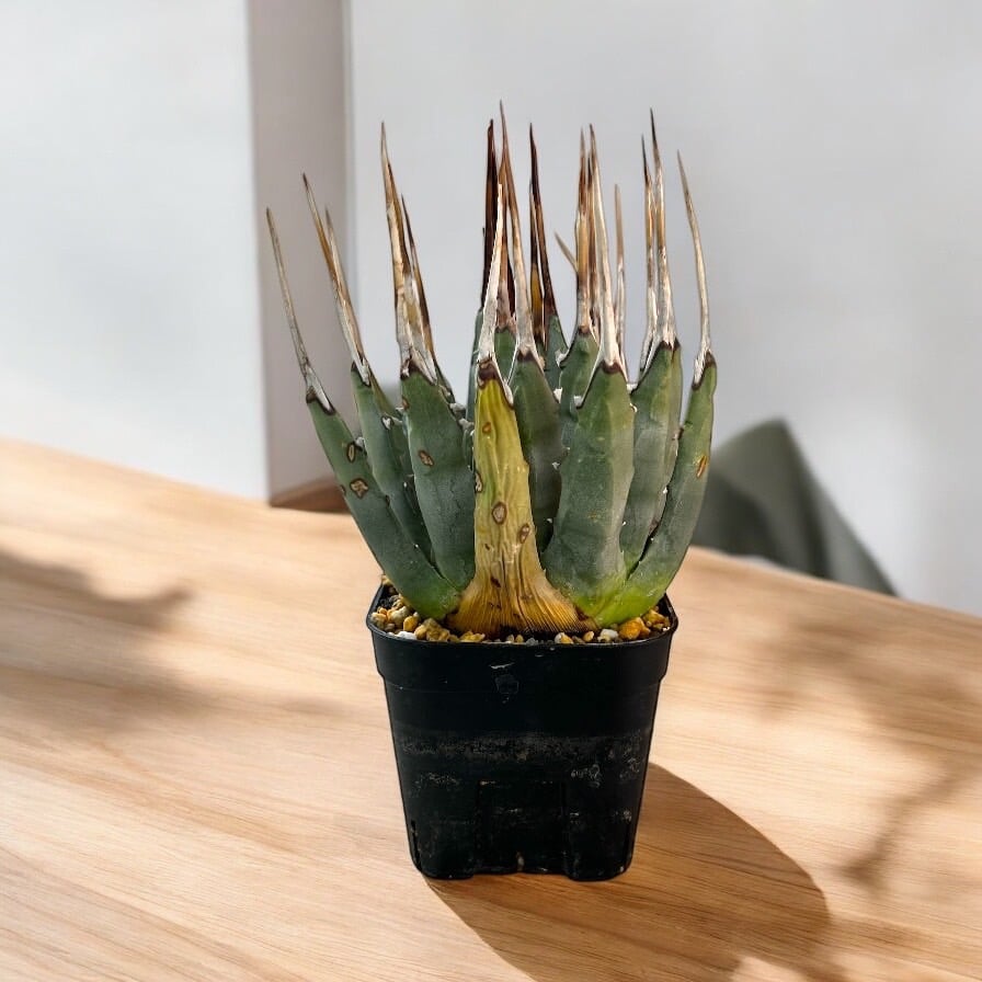 特別価格！アガベ ユタエンシス エボリスピナ（（USA株）発根済み 中株