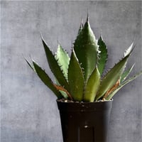 アガベ チタノタ FO-076大株 | HARENOHI-PLANTS