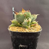 アガベ ユタエンシス エボリスピナ陽炎（（USA株）発根済み | HARENOHI