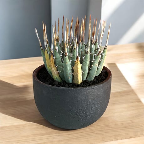 アガベエボリスピナ | STORES