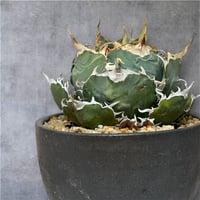 アガベ チタノタ ハゲワシ | HARENOHI-PLANTS