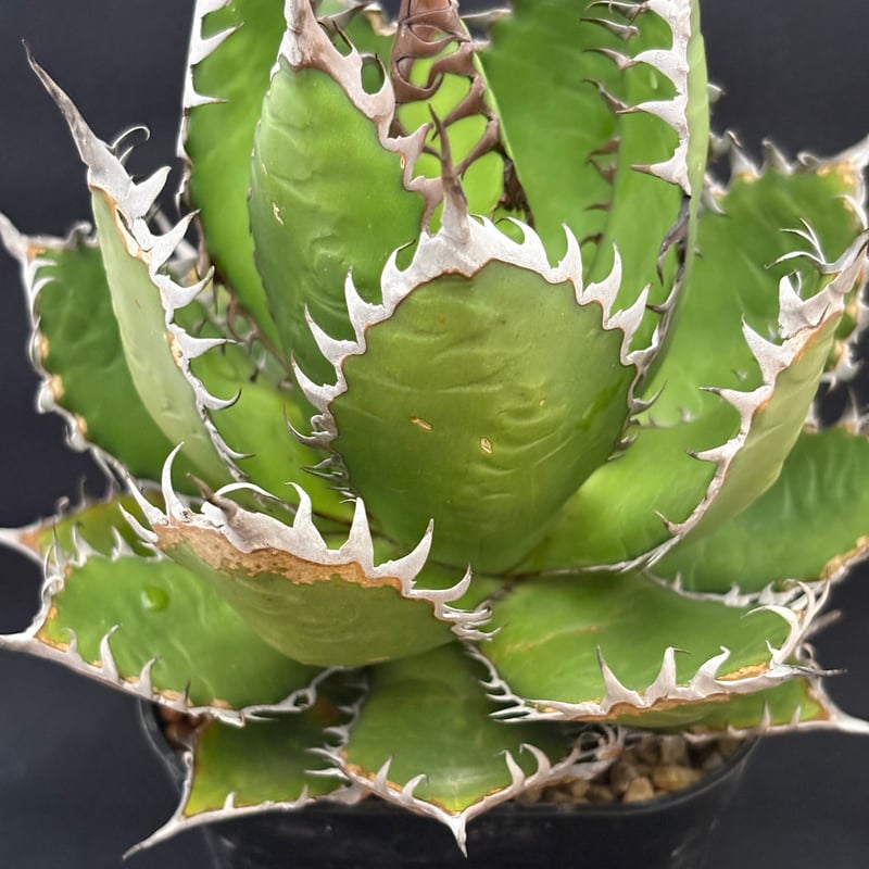 アガベ ホリダ　大型　USA ロックガーデン　シンボルツリー　観葉植物　陽炎 アガベ ホリダ USA 陽炎 コンパクト アガベ ホリダ ボールタイプ 陽炎