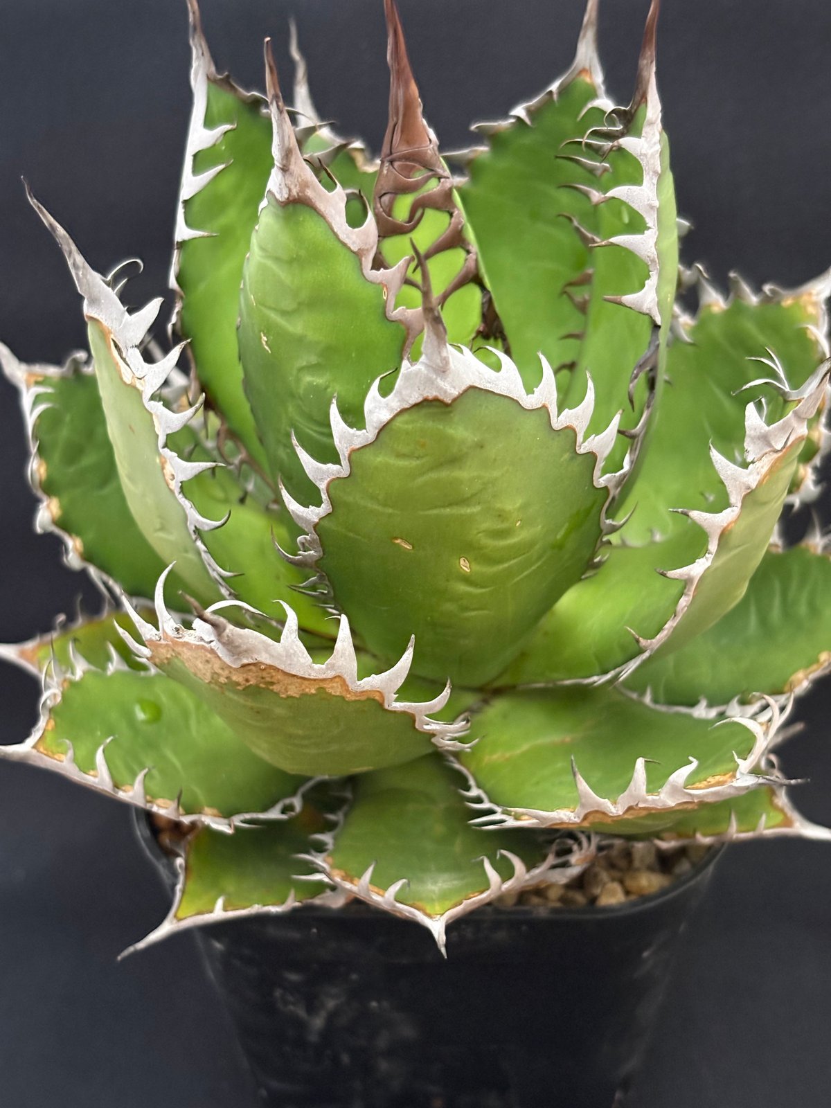 アガベ ホリダ ボールタイプ 陽炎 | HARENOHI-PLANTS