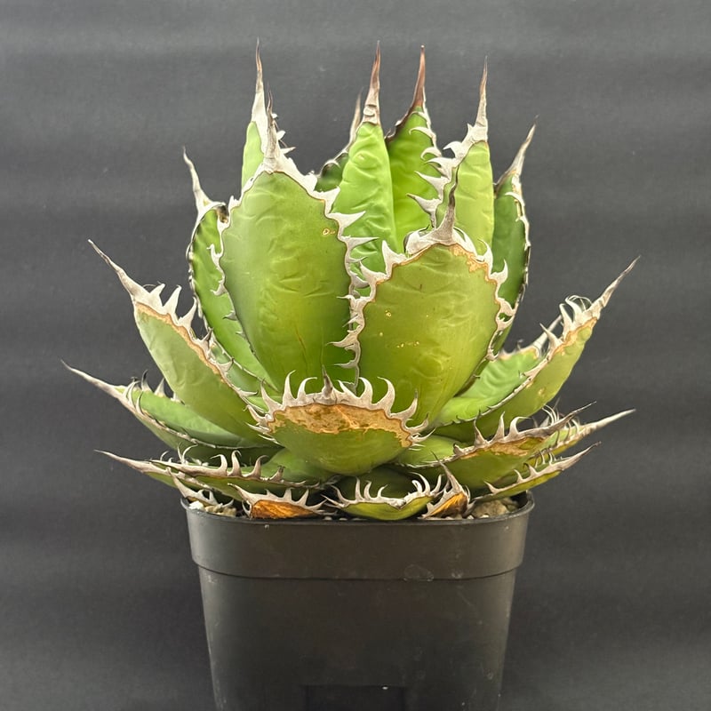アガベ ホリダ ボールタイプ 陽炎 | HARENOHI-PLANTS