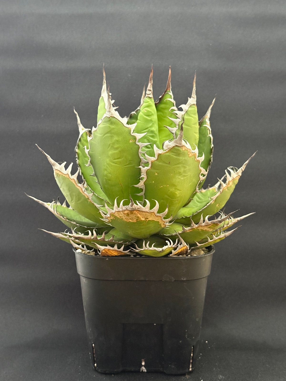 アガベ フィリグリー陽炎 ボールタイプ 発根済み ベアルート アガベ ホリダ ボールタイプ 陽炎 | HARENOHI-PLANTS
